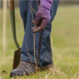 Plant a Tree Scheme with ERS and Epson Plant a Tree Scheme with ERS and Epson